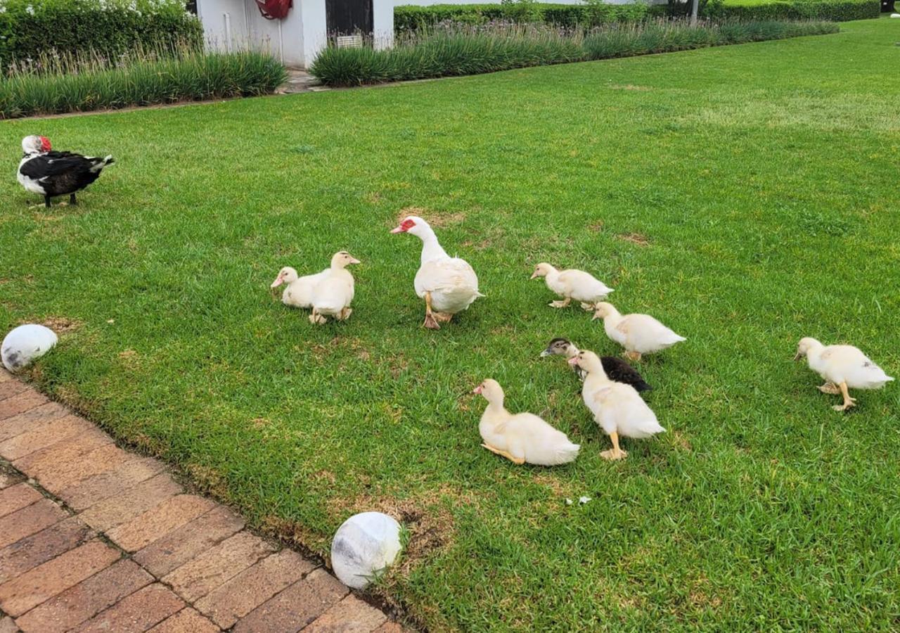 Kievits Kroon Gauteng Wine Estate Pretoria Ngoại thất bức ảnh